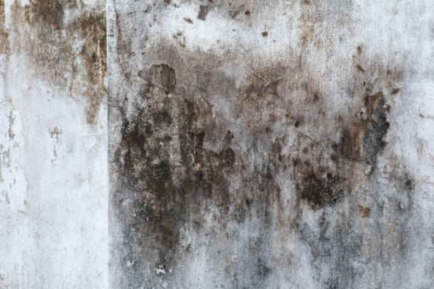 Forensic Mold Investigation in Laconia, NH