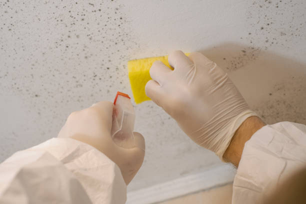 Best Air Quality Testing for Mold Spores  in Laconia, NH